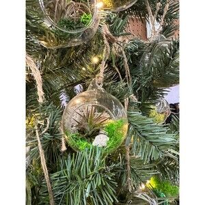 Christmas Ornament Terrarium with Tillandsia Air Plant